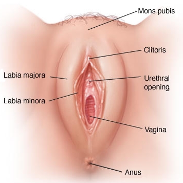 vagina-clitoris